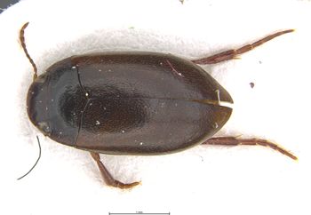Media type: image;   Entomology 6026 Aspect: habitus dorsal view